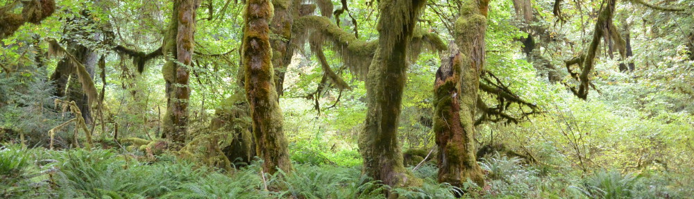 Stibbels – Travelbook